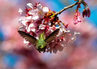 Fly in Meal