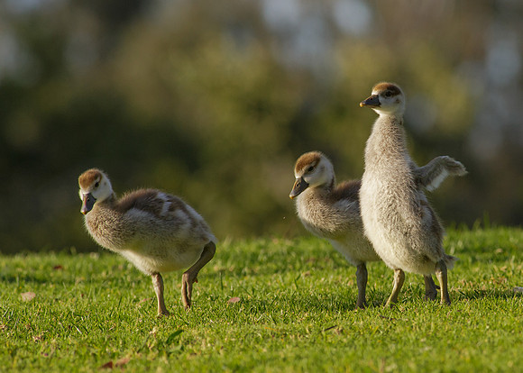Gosling  Trio