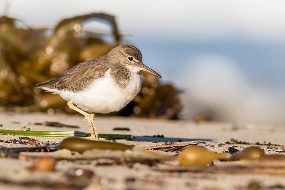 Spotted Sandpiper