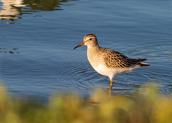 Pectoral Sandpiper