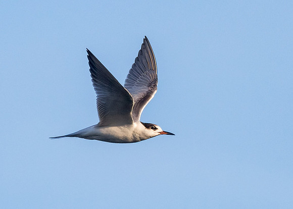 Common Tern