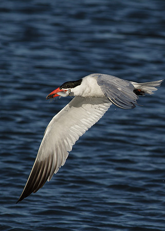 BolsaChica-2012-9022