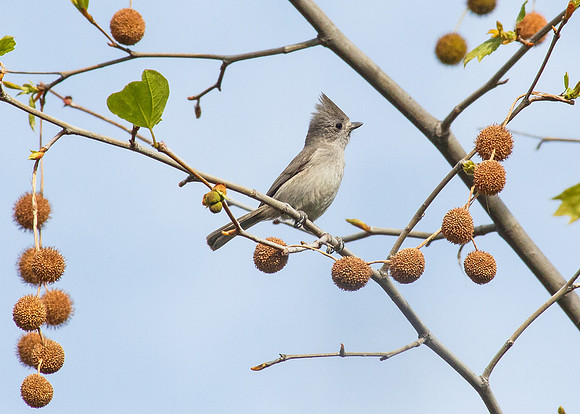 Oak Titmouse