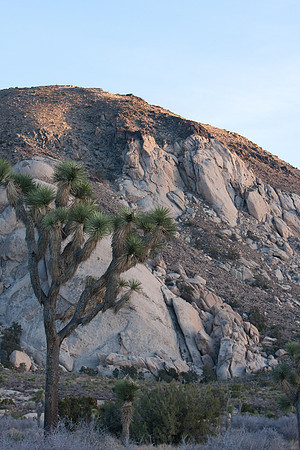 joshuatree09-0567