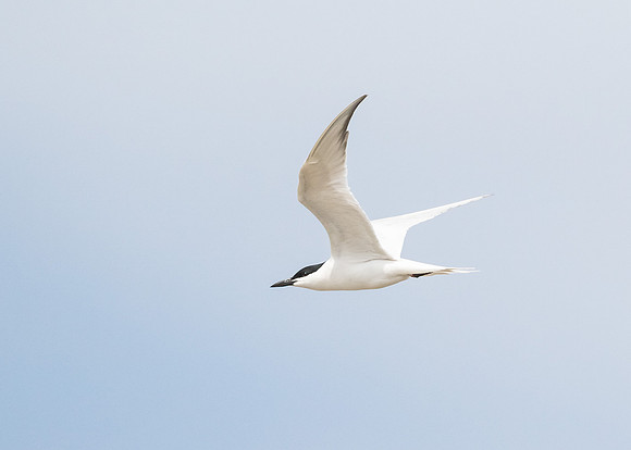 Gull-billed Tern