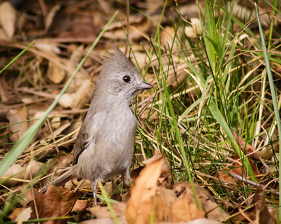 Oak Titmouse