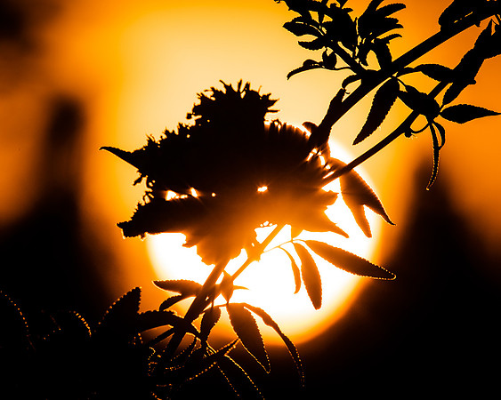 Golden silhouette