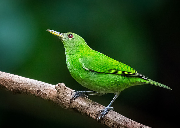 Female Green  Honeycreeper