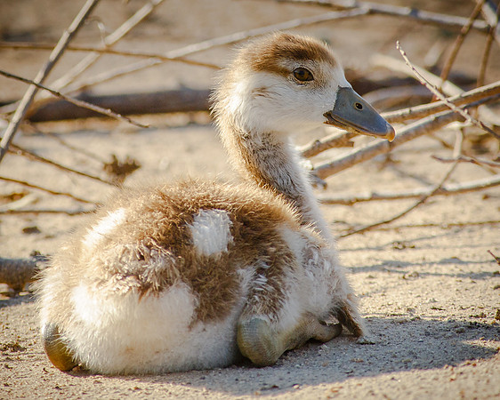 Gosling portrait