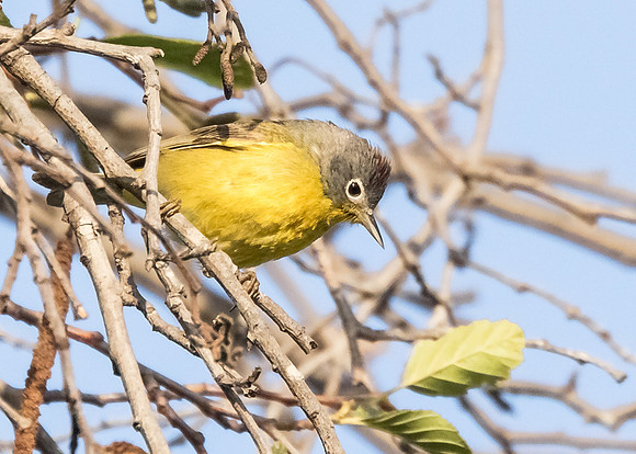 Nashville Warbler