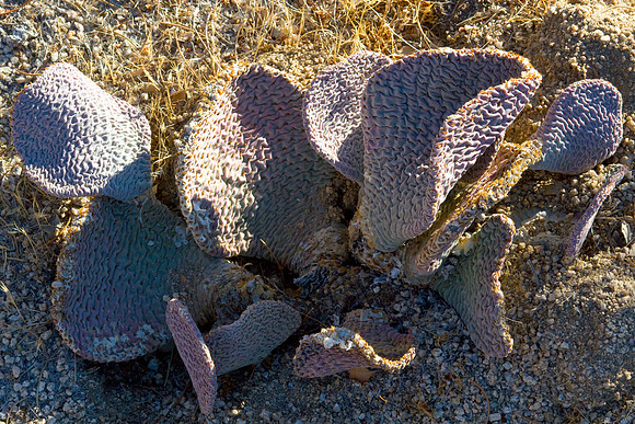 joshuatree09-2265