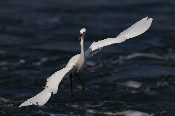 BolsaChica2011-1452