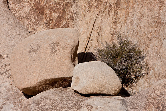 joshuatree09-0664