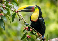 Black-manibled Toucan
