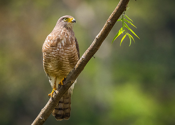 Roadside Hawk