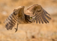 Burrowing owl