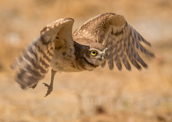 Burrowing owl