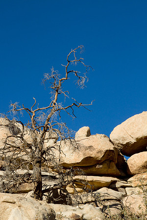 joshuatree09-2604