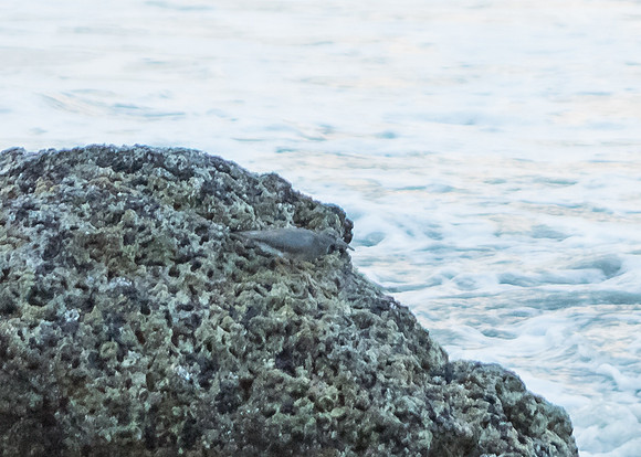 Corona del Mar-2015-9837
