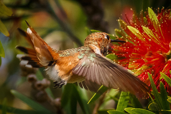 Breakfast on a Bottlebrush