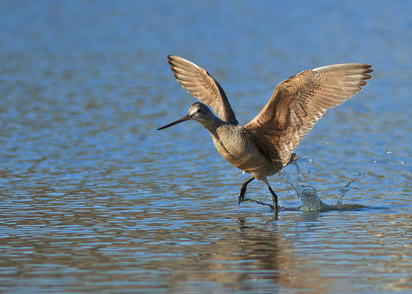 Marbled Godwit