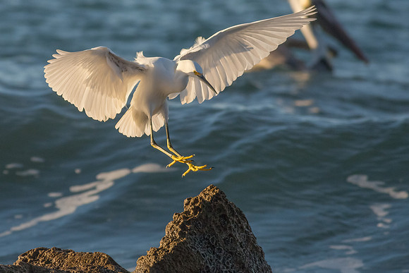 Corona del Mar-4852