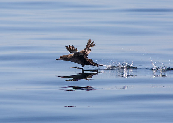 OC-Dana Point Pelagic 2014-6550