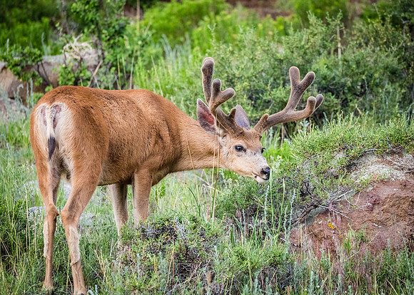 Grazing in the grass