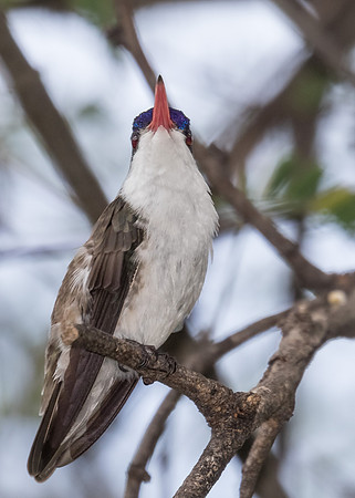AZ-Tucson2015-5166