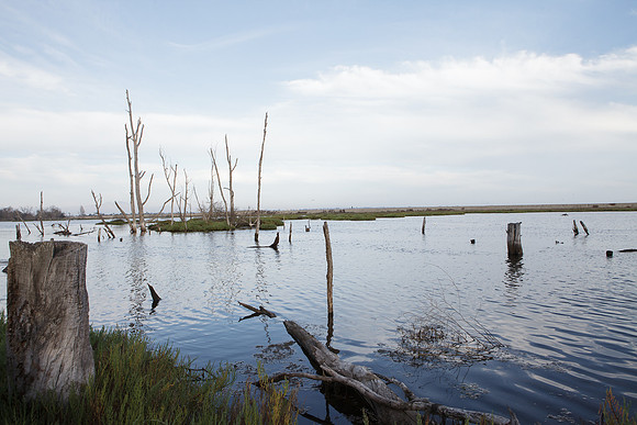 BolsaChica-2012-8738
