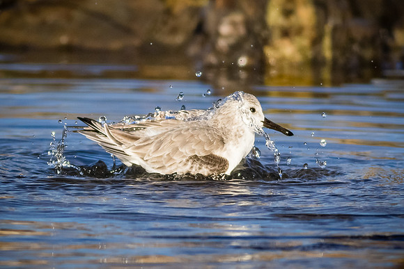 Splish splash
