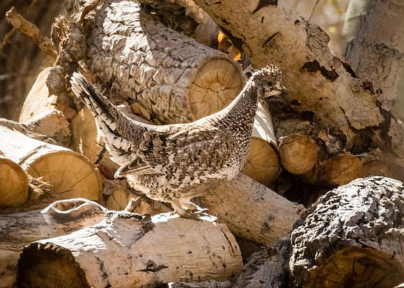 Sooty Grouse