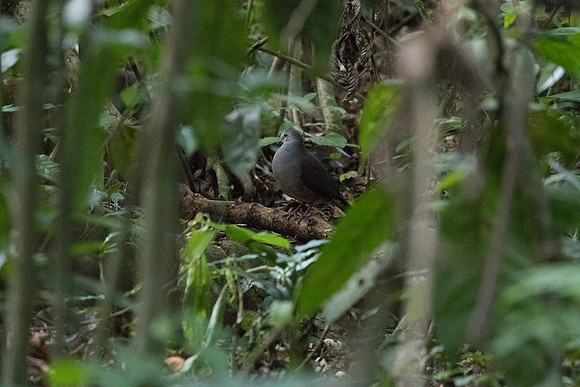 Gray-chested Dove