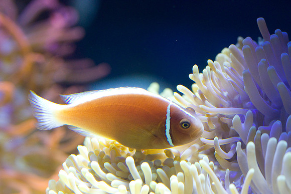 lb-aquarium-1513