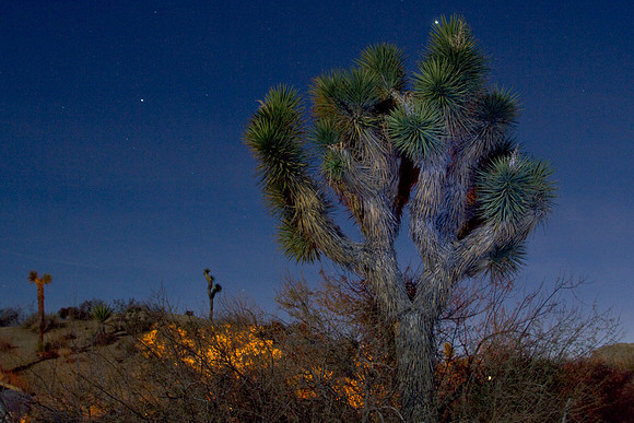 joshuatree09-2432