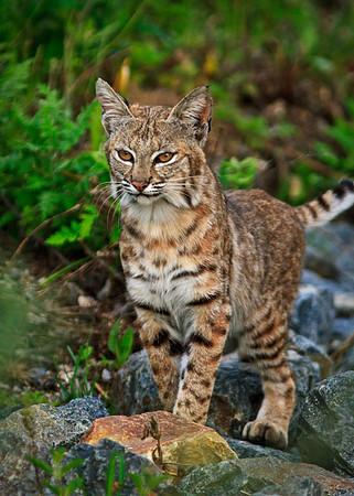 Bobcat