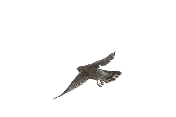 hawk-8242