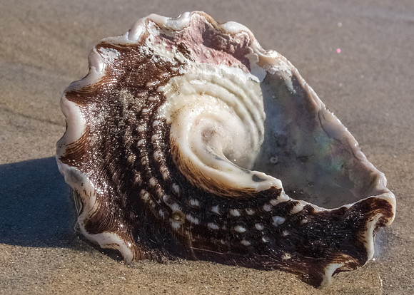 Seashell on the seashore