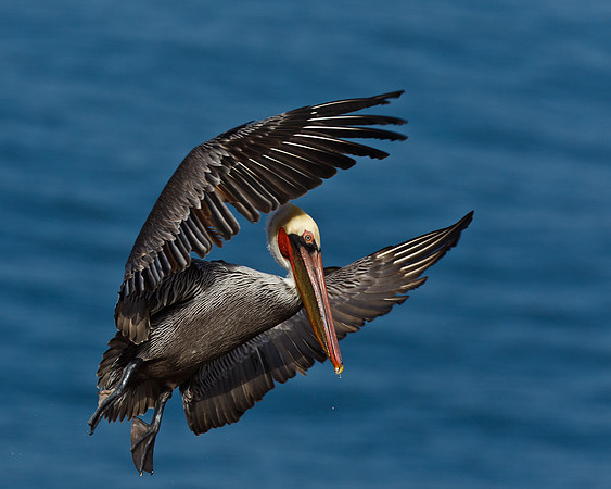 Spread my Wings