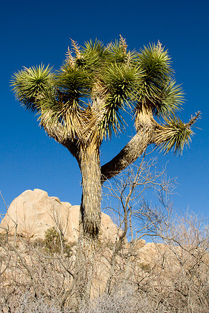 joshuatree09-2663