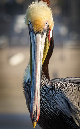 Stare down......