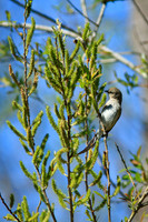 Yellow-rumped Warbler