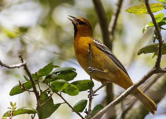 Bullocks  Oriole