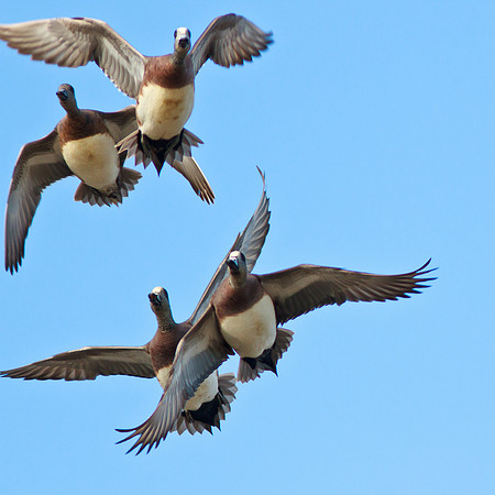 Fly away