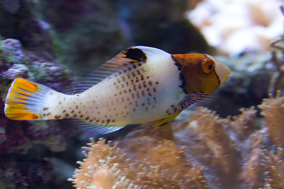 lb-aquarium-1447