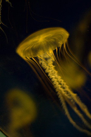 LB-aquarium-0355