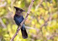 Stellar's Jay