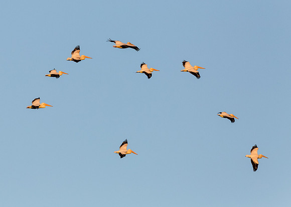 Pelican flight crew