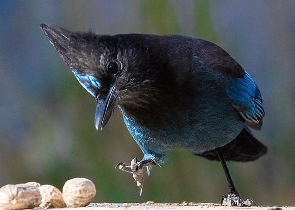 MMmmm....Peanuts.......