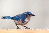 Western Scrub Jay